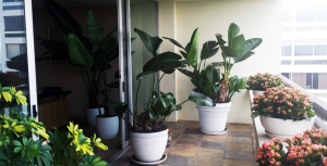 cho thuê cây xanh tại Dầu Tiếng