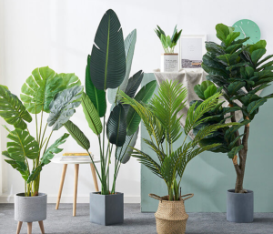 cho thuê cây xanh văn phòng tại Bàu Bàng