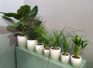 cho thuê cây xanh văn phòng tại Bến Cát