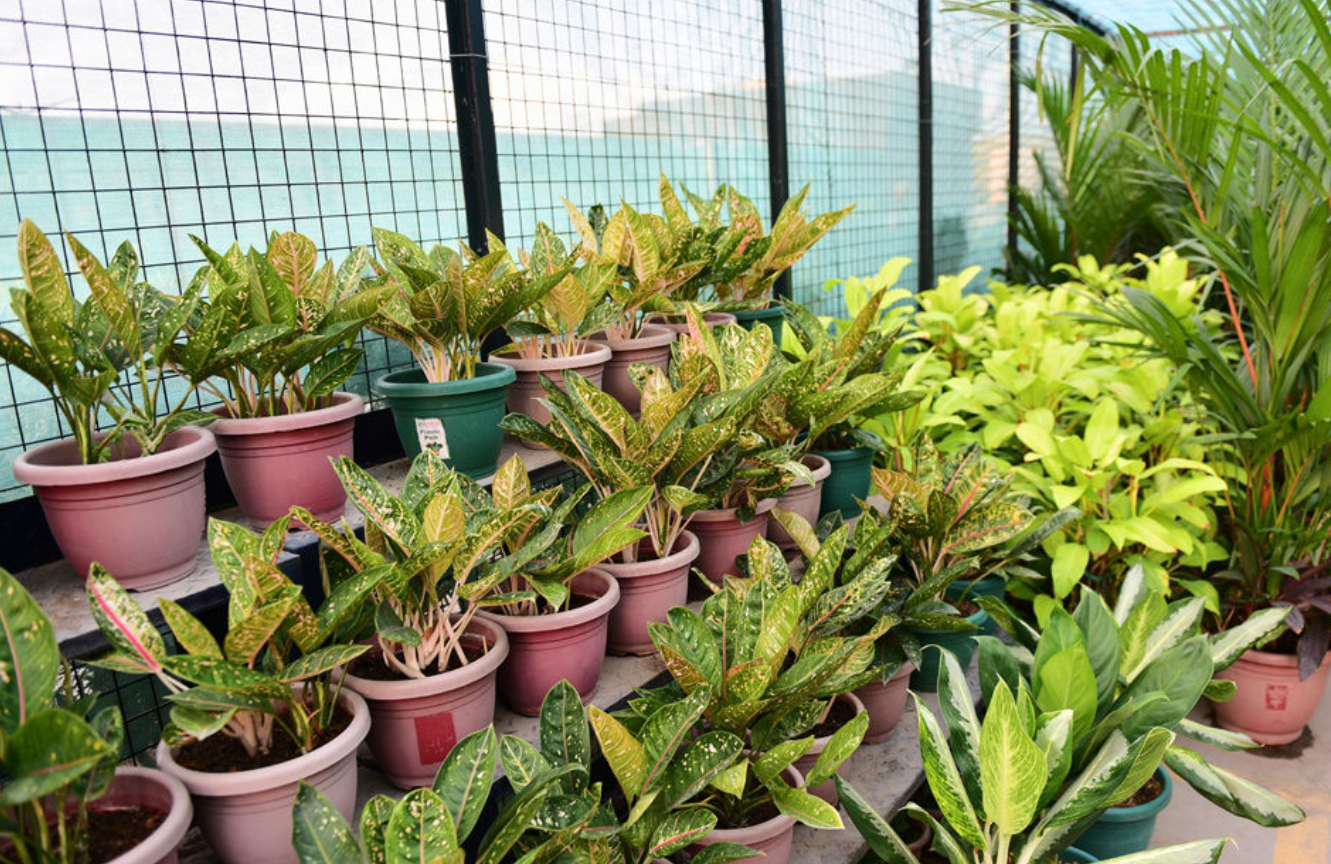 Hàng loạt ưu điểm mà bạn cần biết về mua bán cây xanh tại Bình Phước