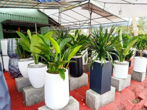 mua bán cây xanh tại Bình Long