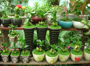 mua bán cây xanh tại Bình Phước