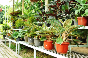 mua bán cây xanh tại Đồng Xoài