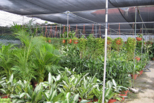 mua bán cây xanh tại Phước Long