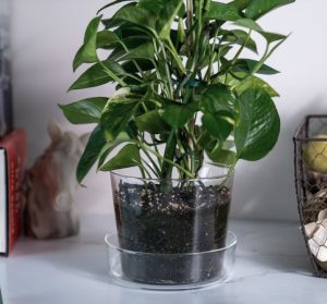 cho thuê cây cảnh tại TP Mới Bình Dương