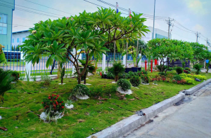 cung cấp cây xanh tại Đồng Phú