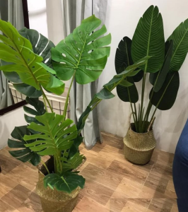 cung cấp cây xanh tại Hớn Quản