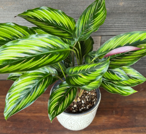 mua bán cây cảnh tại Bù Đăng