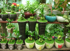 mua bán cây cảnh tại Bù Đốp