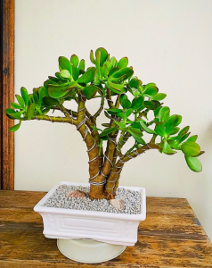 mua bán cây cảnh tại Bù Gia Mập