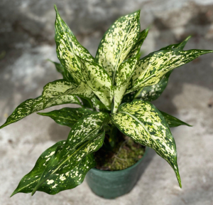 mua bán cây cảnh tại Chơn Thành