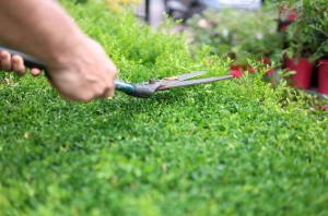 cắt cỏ tại KCN Đồng An