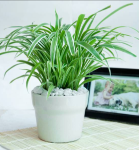 cho thuê cây cảnh tại KCN Đồng An