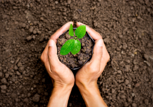 trồng cây xanh tại KCN Đồng An