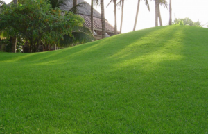 trồng cỏ tại KCN Đồng An