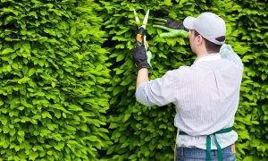 cắt tỉa cây xanh tại KCN Việt Hương