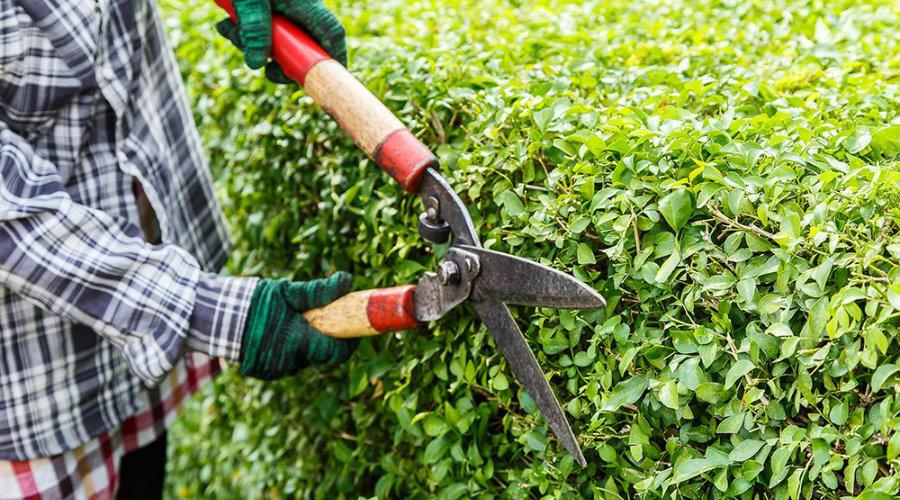 Công ty cắt tỉa cây xanh tại KCN Việt Hương số một - An Khang