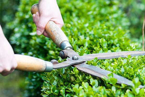 Công ty cắt tỉa cây xanh tại KCN Việt Hương thợ giỏi