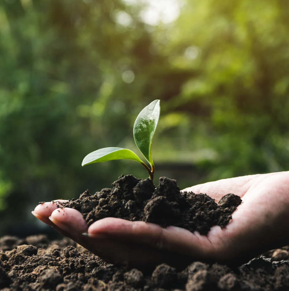 Công ty trồng cây xanh tại KCN Việt Hương thợ giỏi