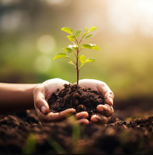 Công ty trồng cây xanh tại KCN Việt Hương uy tín hàng đầu - An Khang