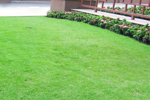 Công ty trồng cỏ tại KCN Việt Hương uy tín số một - An Khang