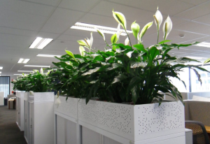 cung cấp cây xanh tại KCN Việt Hương