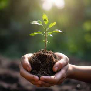 trồng cây xanh tại KCN Việt Hương