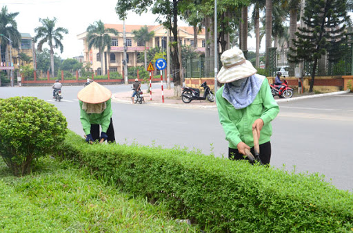 Các bước trong quy trình cắt tỉa cây xanh tại KCN Vsip Bình Dương