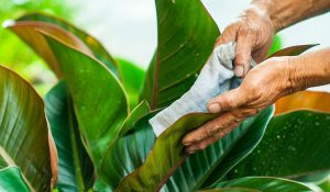 chăm sóc cây xanh tại KCN Vsip Bình Dương