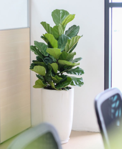 cho thuê cây xanh tại KCN Vsip Bình Dương