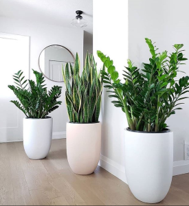 cho thuê cây xanh văn phòng tại KCN Dệt May Bình An