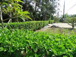 cung cấp cây xanh tại KCN Tân Đông Hiệp