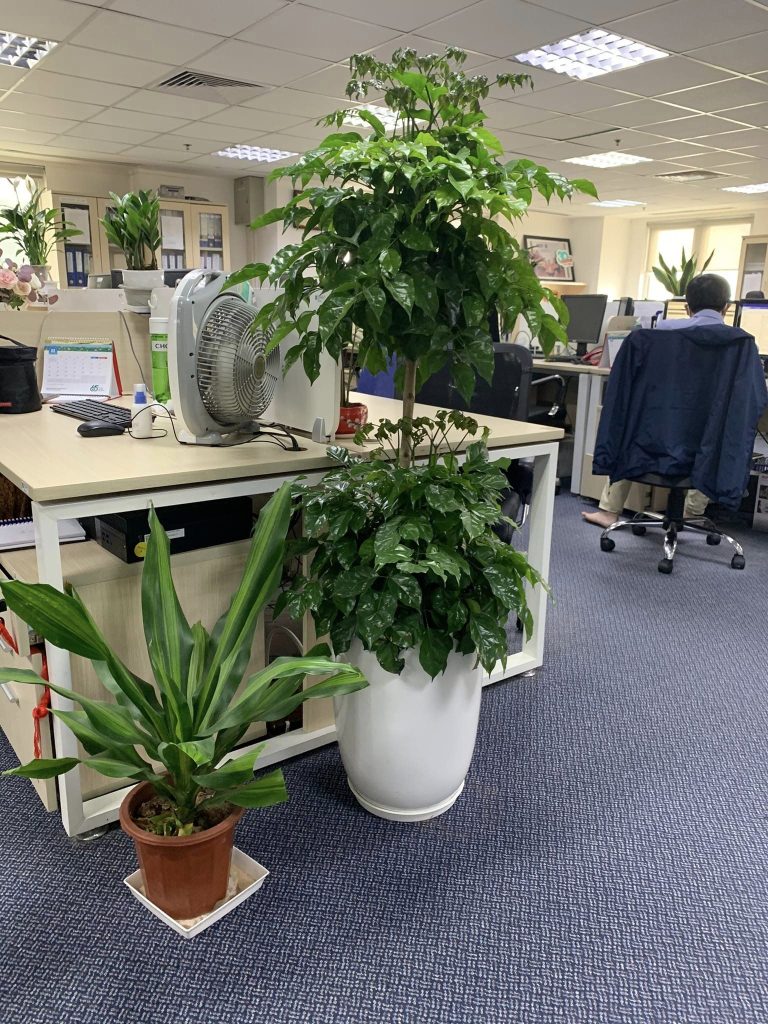 Chăm Sóc Cây Xanh