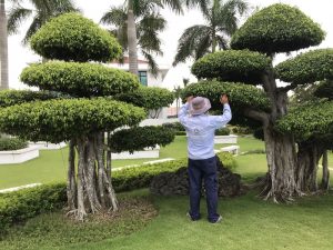 Dịch Vụ Cắt Tỉa Cây Xanh Tại KCN Sóng Thần