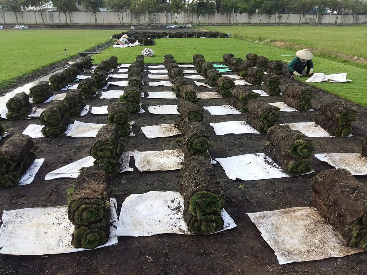 Trồng cỏ tại KCN Tân Đông Hiệp