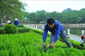 Chăm sóc cây xanh tại KCN Kim Huy