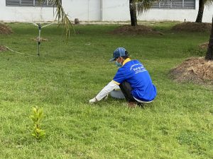 Chăm sóc cây xanh tại KCN Mapletree