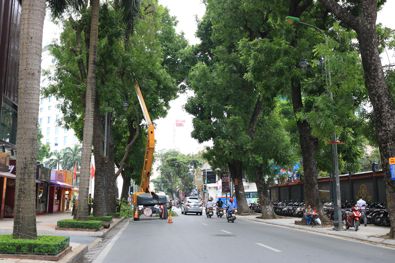 Cắt Tỉa Cây Xanh Tại Quận 6