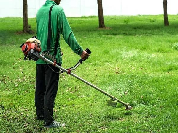 Cắt có tại Tây Ninh