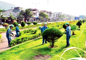 Cắt tỉa cây xanh tại Tây Ninh