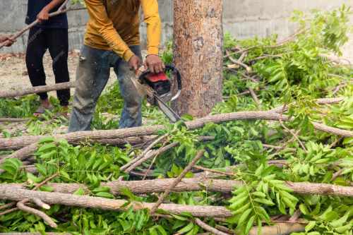 Cắt tỉa cây xanh tại Tây Ninh