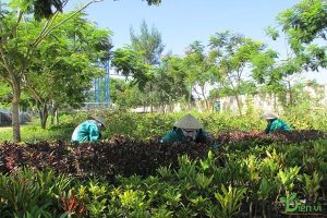Chăm sóc cây xanh tại Tây Ninh
