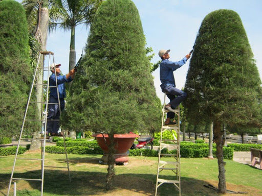 Cắt Tỉa Cây Xanh Tại Quận 6