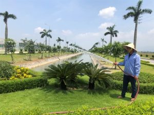 Chăm sóc cây xanh tại Vũng Tàu