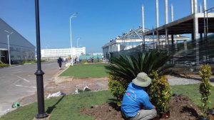 Đơn vị cung cấp cây xanh KCN Đại Đăng