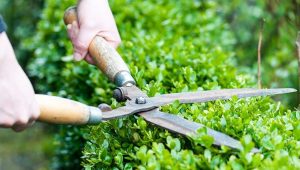 Cung cấp cây xanh tại KCN Mapletree