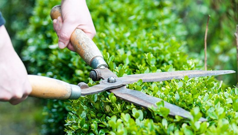 Cung cấp cây xanh tại KCN Mapletree Cung cấp cây xanh tại KCN Mapletree