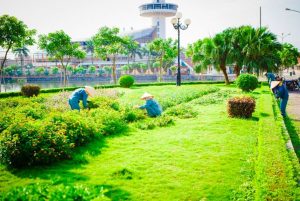 Cung cấp cây xanh tại KCN Việt Remax