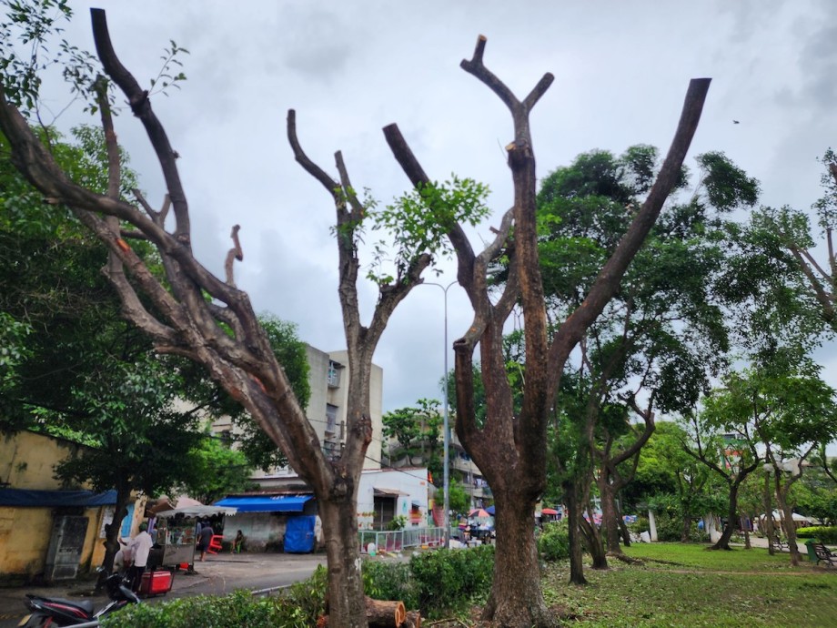 Cắt Tỉa Cây Xanh Tại Bình Tân