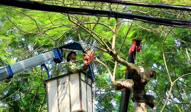 Cắt Tỉa Cây Xanh Tại Bình Thạnh